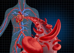Circulation sanguine