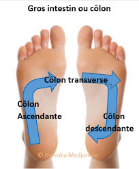 Image illustrant la réflexologie plantaire et ses bienfaits pour la santé intestinale.